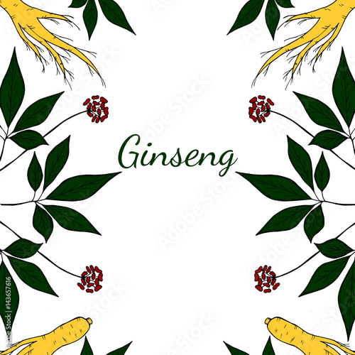 Root and leaves panax ginseng, sketch style. Hand draw vintage illustration of medicinal plants, background. For traditional medicine, gardening. Biological additives are. 