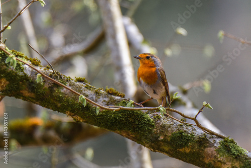 Robin on branch © RAW-PIX