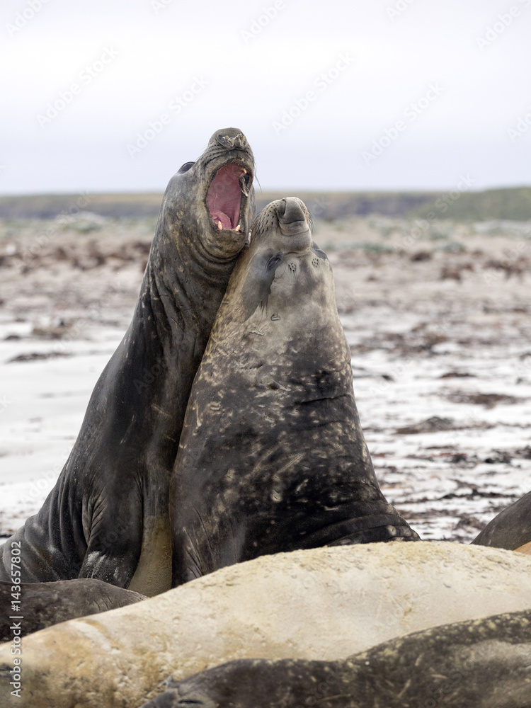  duel between two male South Elephant Seal, Mirounga leonina, Sea Lion Island, Falkland  - Malvinas