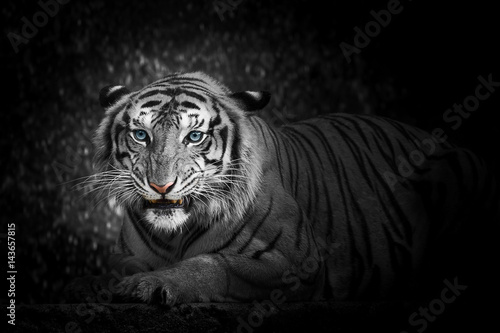 Fototapeta White tiger