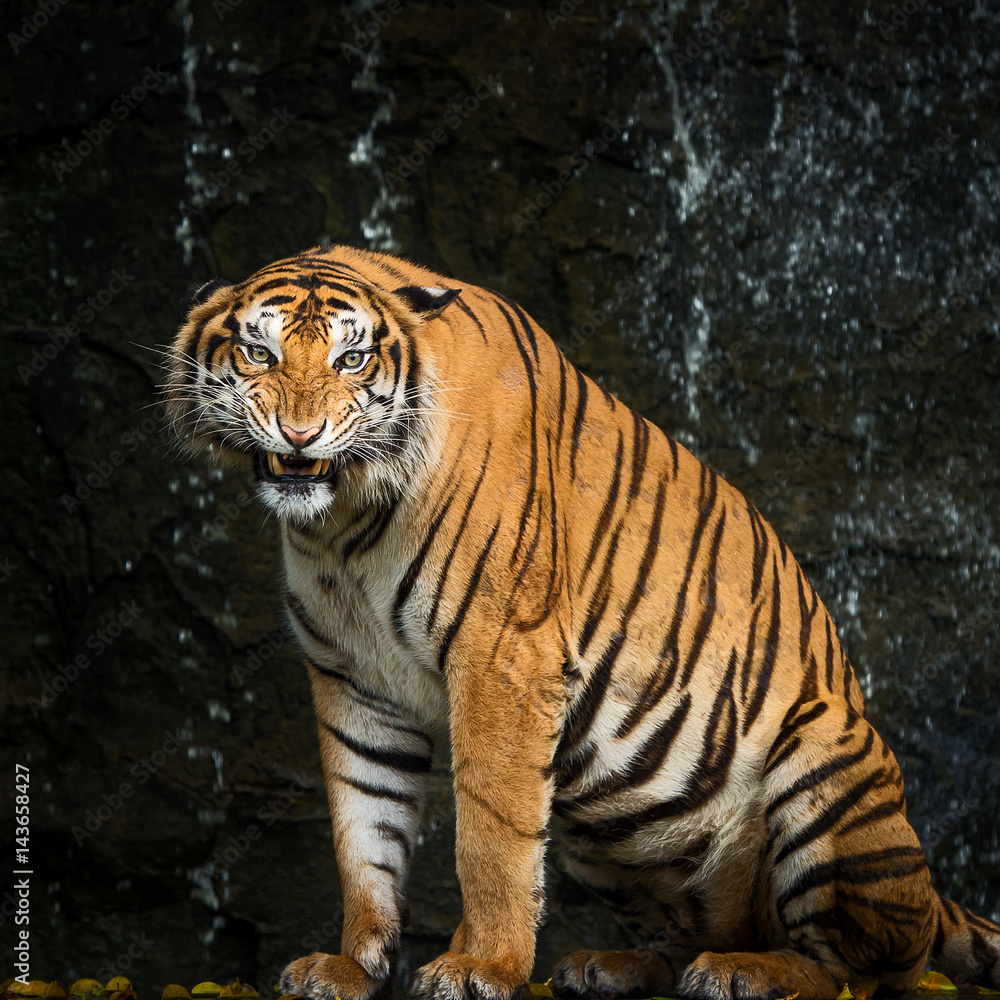 Naklejka premium Tigers