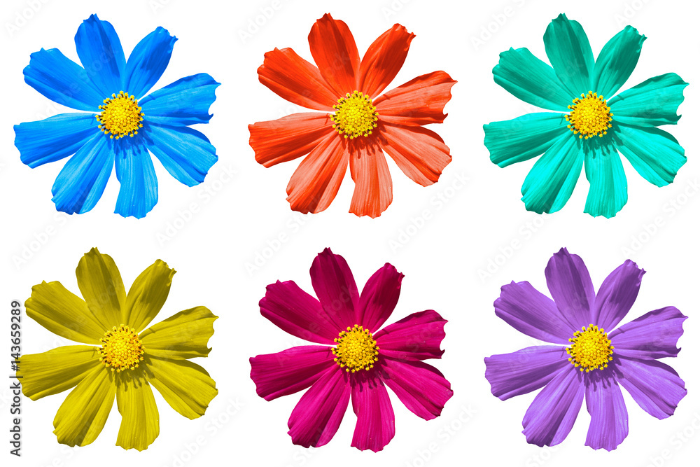 Pack of colored Primula flowers macro isolated on white Pack of colored Primula flowers macro isolated on white