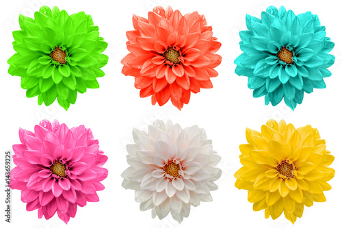 Pack of colored dahila flowers macro isolated on white