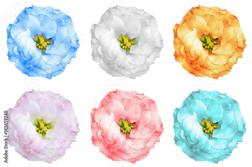 Fototapeta Naklejka Na Ścianę i Meble -  Pack of colored rose flowers isolated on white