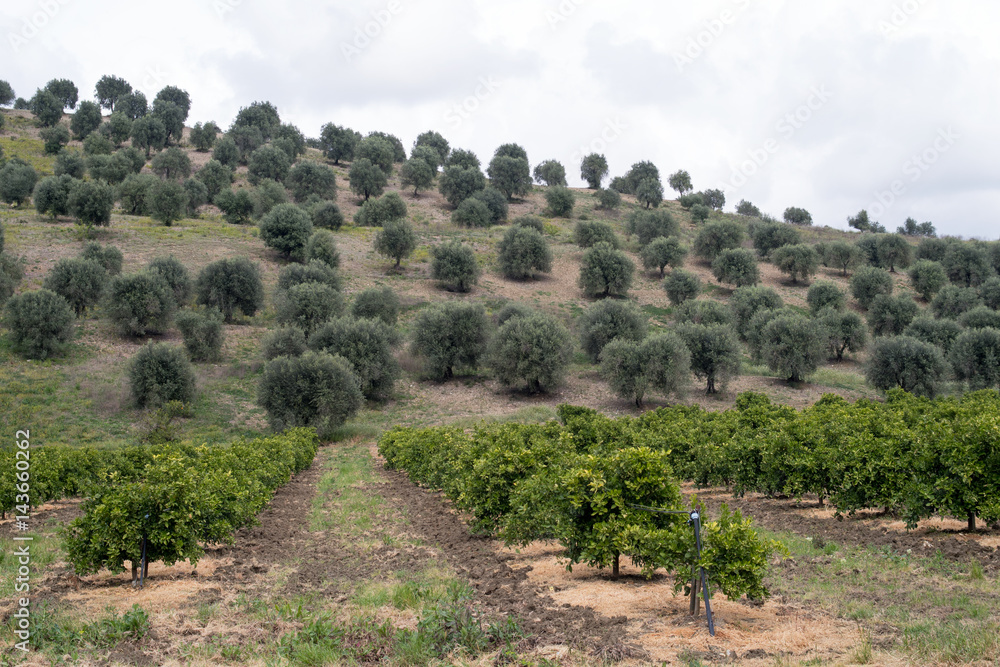 Rural landscape in Calabria region of Italy Rural landscape in Calabria region of Italy