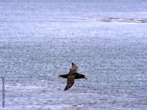 Southern Giant Petrel, Macronectes giganteus, in flight, Sea Lion, Falkland Islands