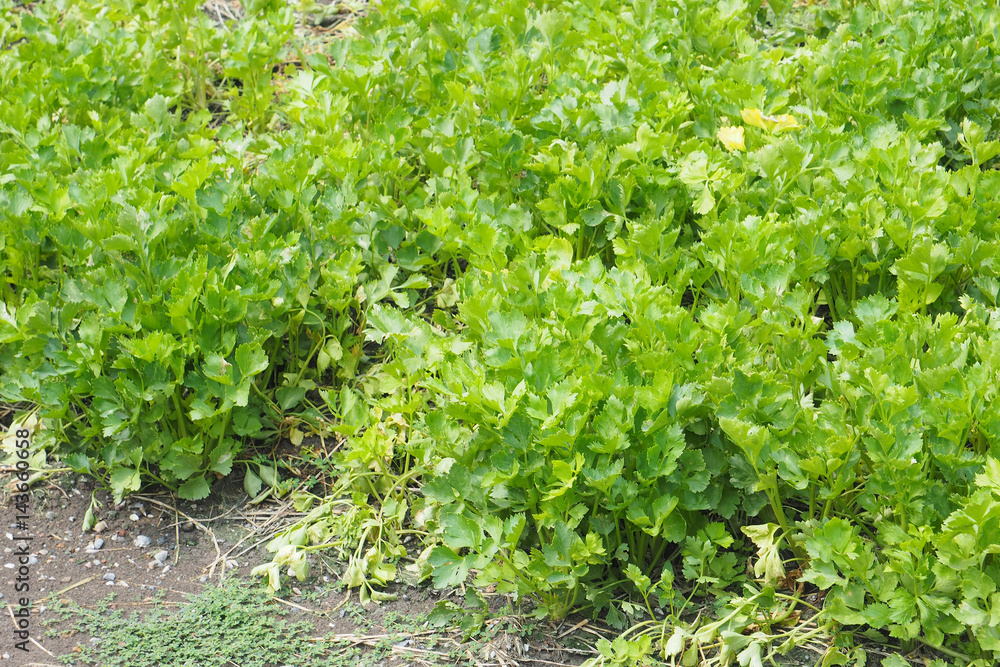 Celery agricultural planting Celery agricultural planting