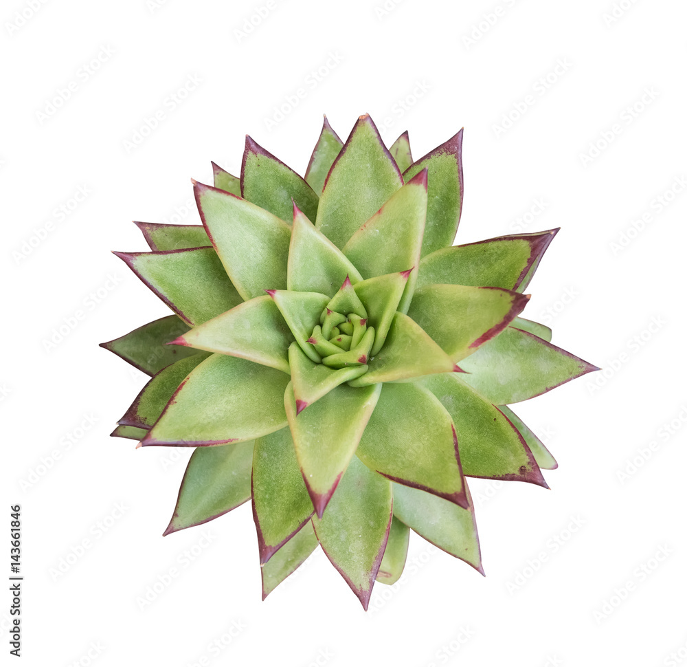 succulent top isolated on white background succulent top isolated on white background