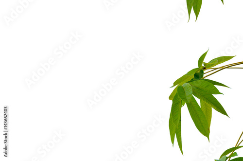detail isolated leaves