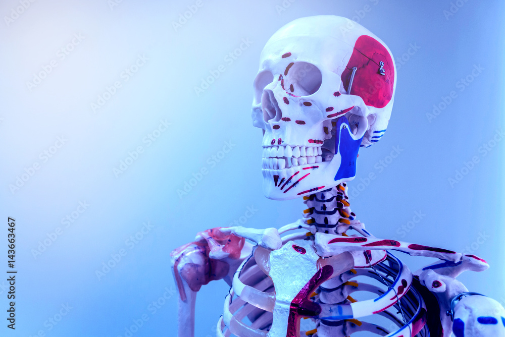 Human anatomy model. Medical office. Human anatomy model. Medical office.