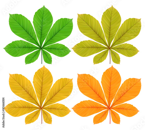 Vector illustration leaves