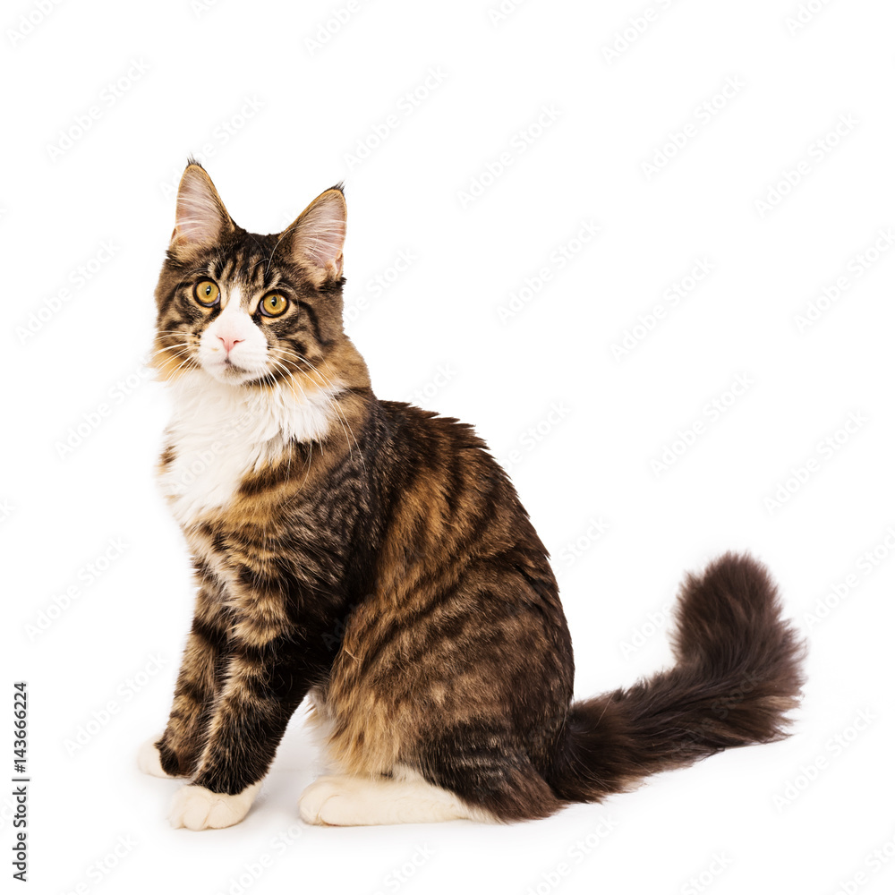 Maine coon kitten isolated on white background