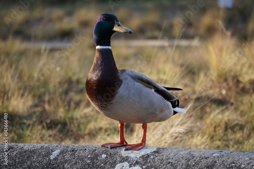 duck