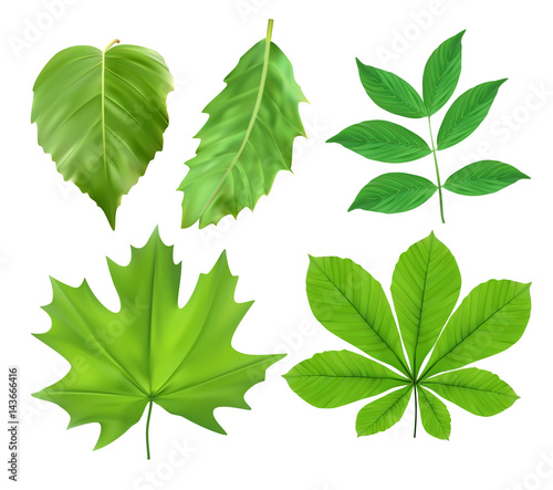 Vector illustration of  green leaves
