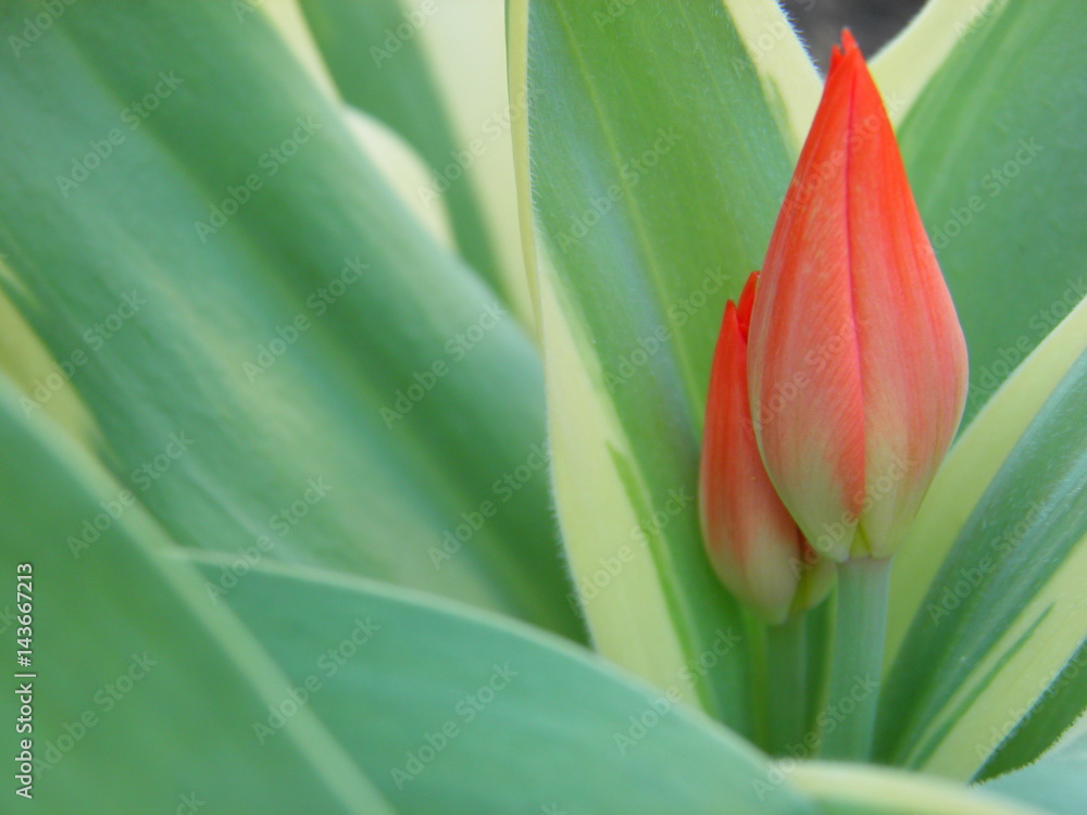 Naklejka premium Czerwone tulipany