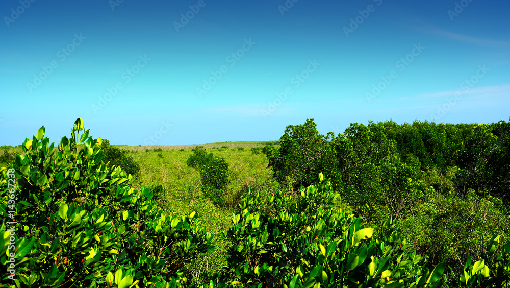 trees of mangrove forest and blue sky.