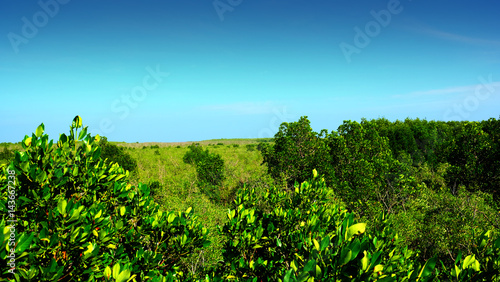 trees of mangrove forest and blue sky.