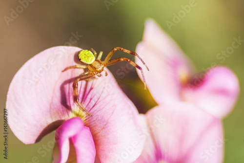 Spider bug on the flower outdoor macro view