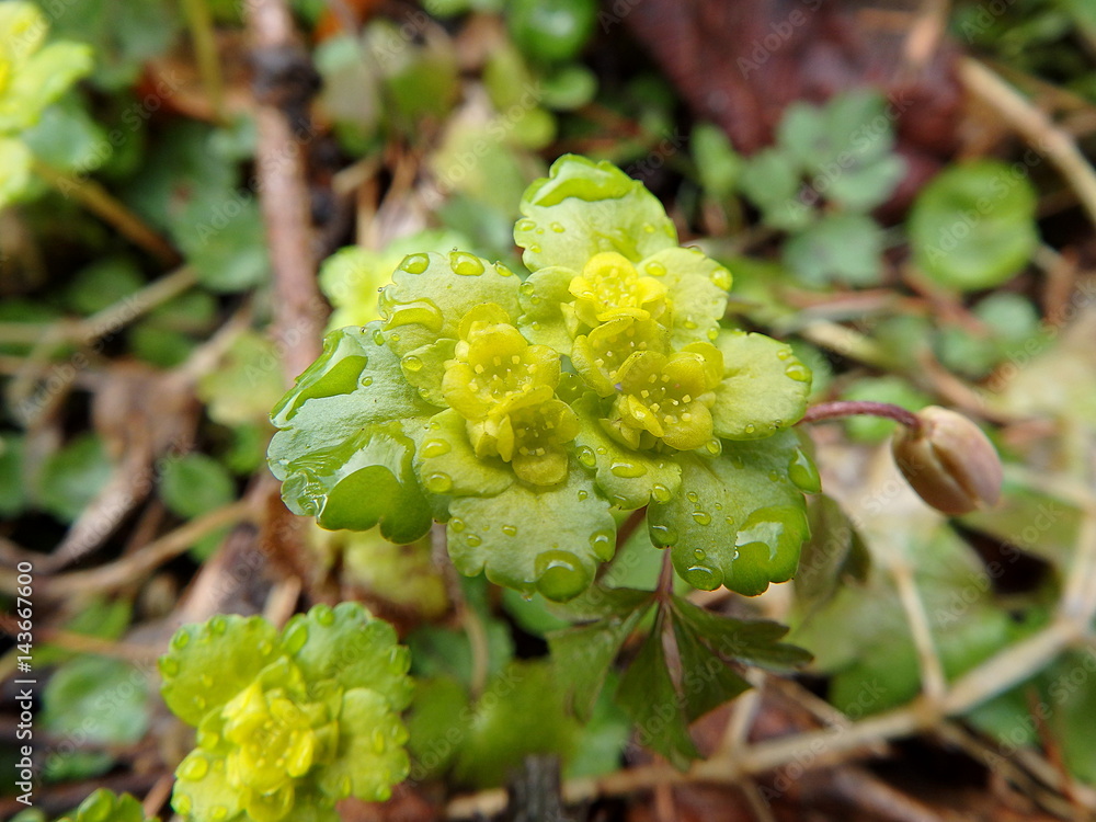 Yellow spring forest flower, saxifrage, (Chrysosplenium alternifolium) Yellow spring forest flower, saxifrage, (Chrysosplenium alternifolium)