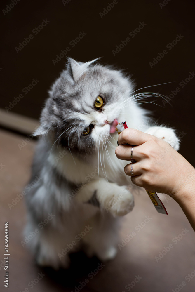Persian cat licks food form hand.