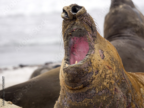  South Elephant Seal, Mirounga leonina, Sea Lion Island, Falkland  - Malvinas