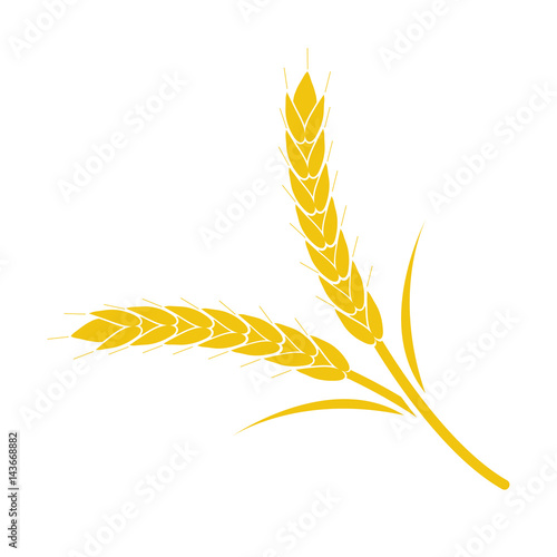 Wheat spike yellow on a white background
