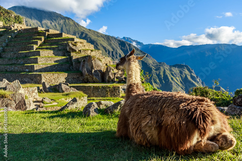 Quadro em tela Lama sitting on the grass and looking at terrace of Machu Picchu