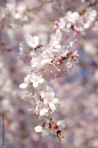 枝垂れ桜