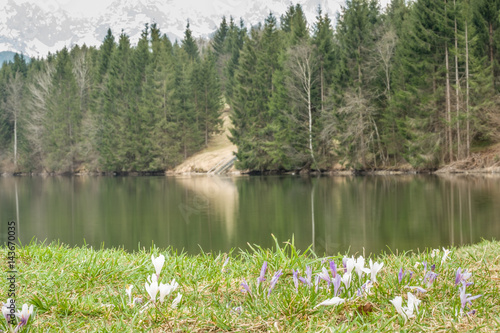 Landscape of spring lake in the bavarian mountains and the flowers crocus on foreground.  photo