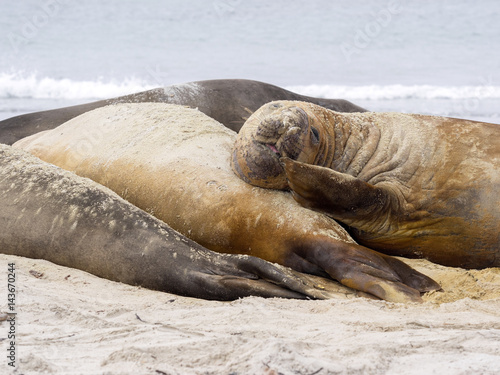 South Elephant Seal, Mirounga leonina, Sea Lion Island, Falkland - Malvinas