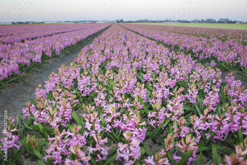 Pink Hyacinth (Hyacinthus) plants growth in the meadow. 