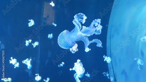 Jellyfish