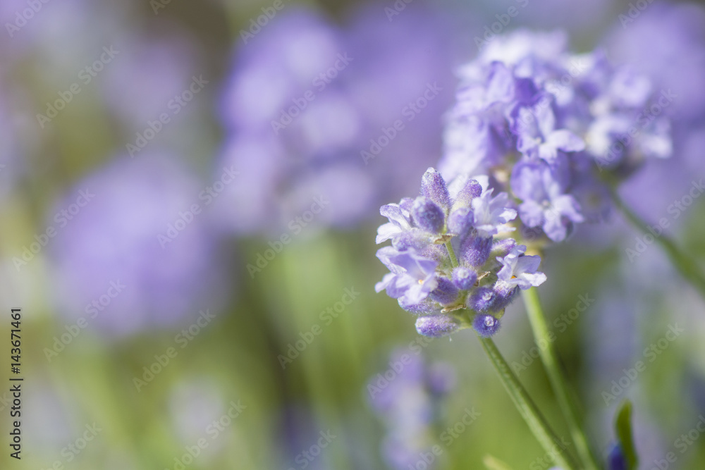 Lavender blossoms in summer with blurred background Lavender blossoms in summer with blurred background
