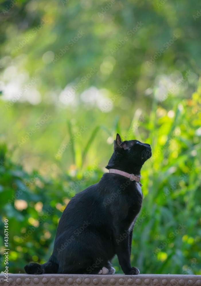 Black cat sitting and looking in the garden .