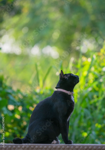 Black cat sitting and looking in the garden .
