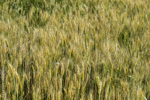 ripening ears of wheat in field © Andrey