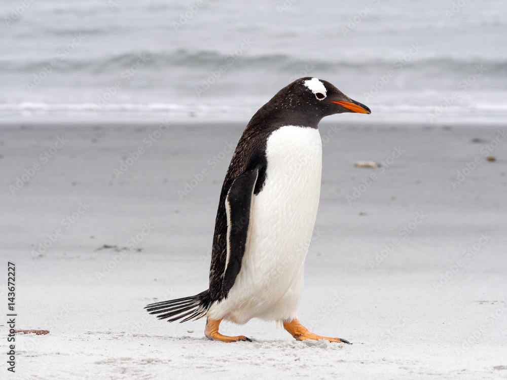 Naklejka premium Gentoo penguin, Pygoscelis Papua, on the Sea Lion Island, Falkland / Malvinas