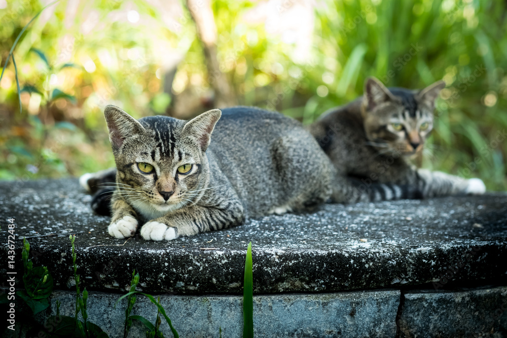 Obraz premium Thai Cat