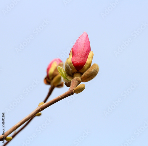 Spring blooming magnolia