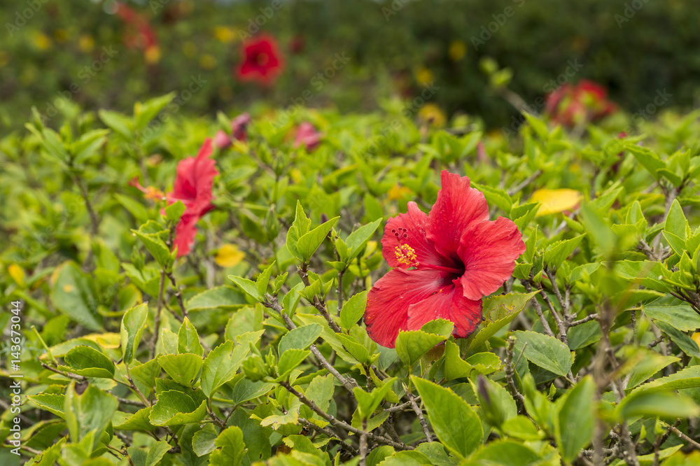 Hibiscus flowers on the bush
