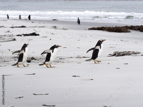 Gentoo penguin  Pygoscelis Papua  on the Sea Lion Island  Falkland   Malvinas