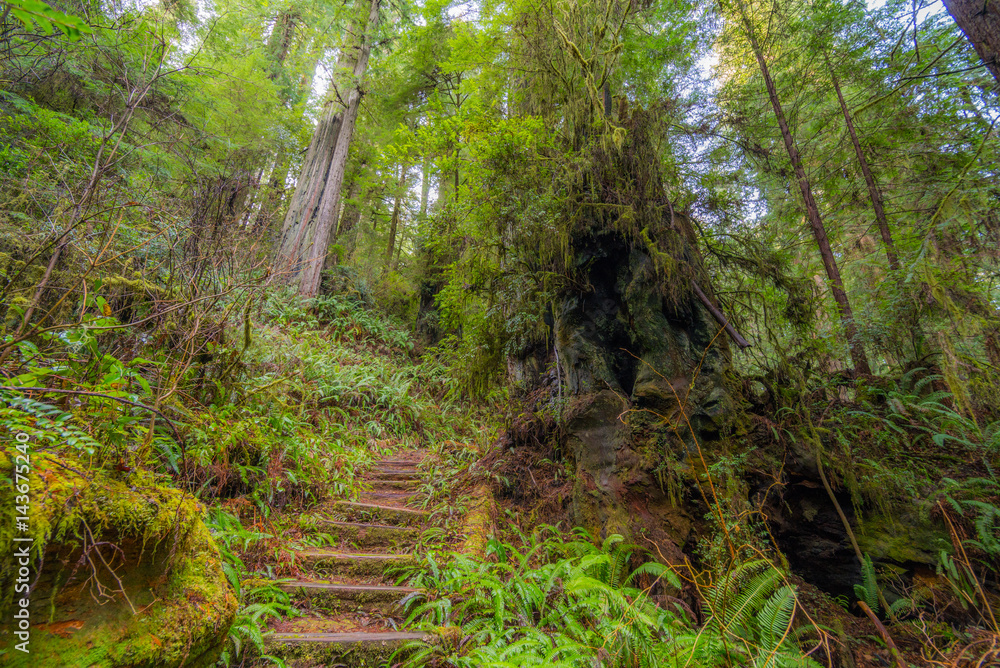 Steps in the fairy green forest. Large trees were overgrown with moss and fern. Redwood national and state parks. California, USA Steps in the fairy green forest. Large trees were overgrown with moss and fern. Redwood national and state parks. California, USA