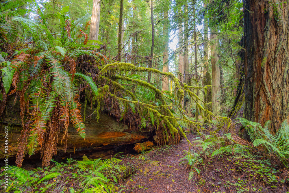 Huge logs overgrown with moss and fern lie in the forest. A path in the ...