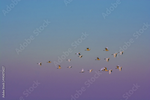 Egrets © foto4440