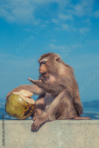 Cute monkey eating coconut. photo