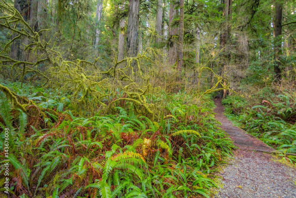 Obraz premium A path in the fairy green forest. The sun's rays fall through the branches. Redwood national and state parks. California, USA