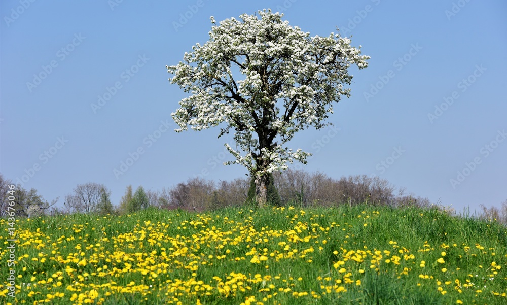 printemps printemps