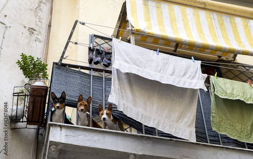  Dogs on a balcony hanging clothes