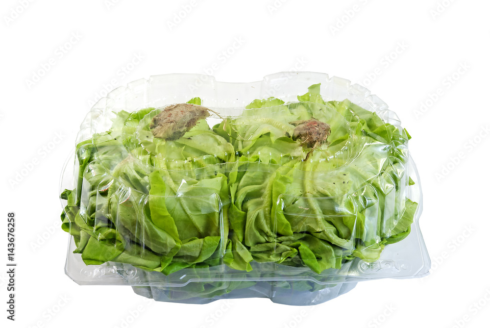 Two greenhouse grown Boston lettuce in a container Two greenhouse grown Boston lettuce in a container