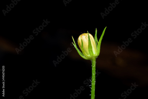 Close up yellow flower bud on black background